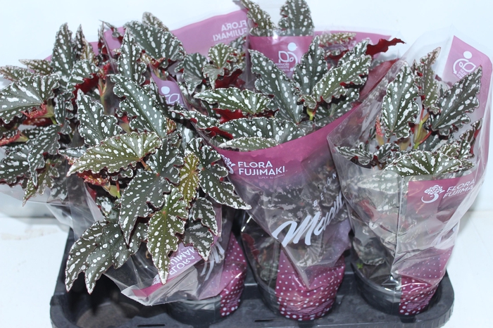 <h4>BEGONIA MACULATA SPOTLIGHT DARK P13</h4>