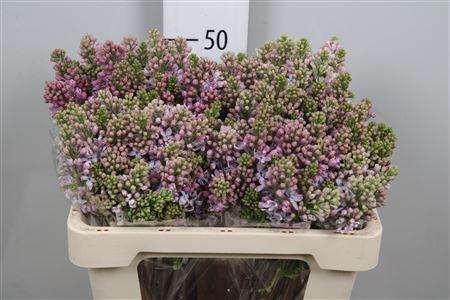 <h4>Syr V Lavaliensi 4+</h4>