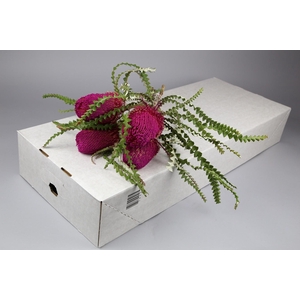 Banksia Speciosa Pink