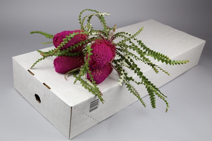 <h4>Banksia Speciosa Pink</h4>