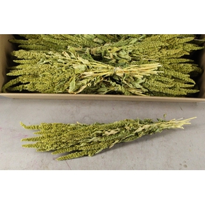 DF Amaranthus Green Bs