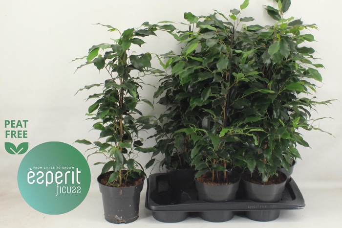 <h4>FIC BE DANIELLE</h4>