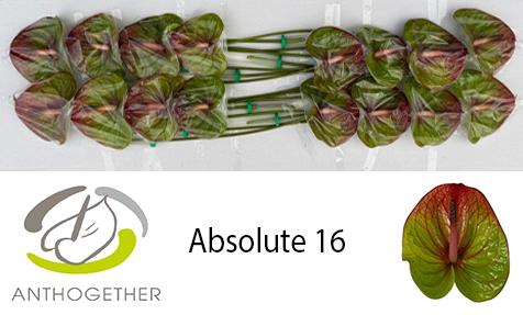 <h4>ANTH A ABSOLUTE 16</h4>