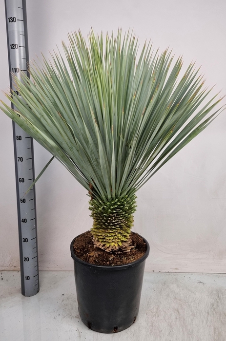 <h4>YUC ROSTRATA</h4>