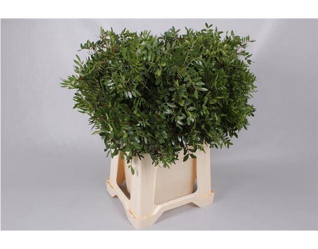 <h4>Pistacia ...blad /bos</h4>