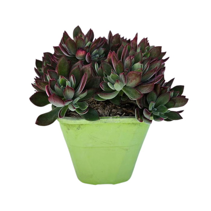 Echeveria gemengd
