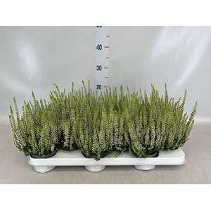 Calluna vulg. 'Beauty L Venca'