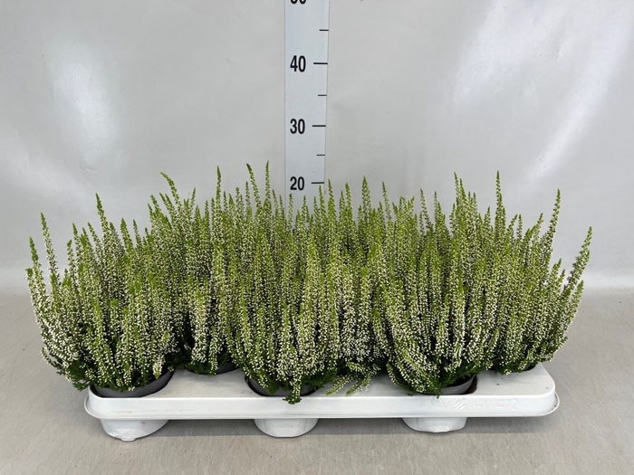 <h4>Calluna vulg. 'Beauty L Venca'</h4>