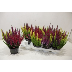 Callu Bl S Tri Me Gp