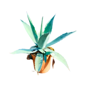 Agave americana