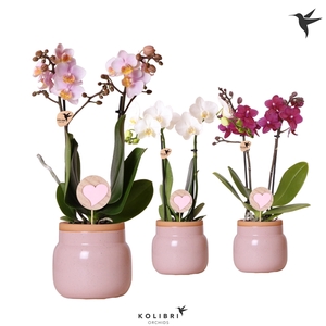 Kolibri Orchids Phalaenopsis mix 2 spike in Vintage Bowl pink