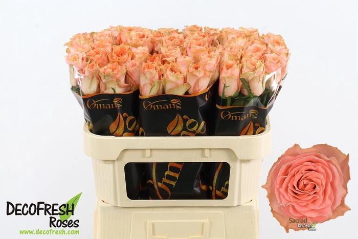 <h4>R Gr Sacred</h4>