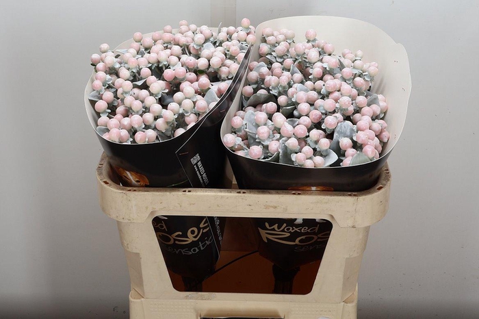 <h4>Hyp Ov Klb H</h4>