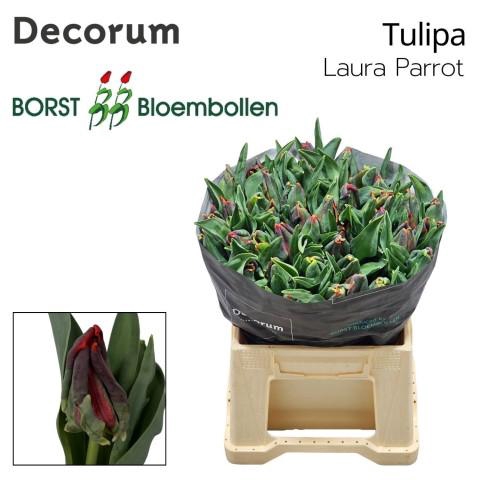 <h4>TU PR Laura Parrot</h4>