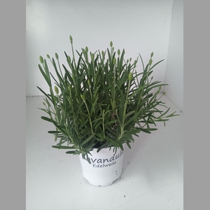 LAVENDEL AROMATICO SILVER