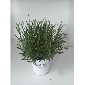 Lavendel aromatico silver