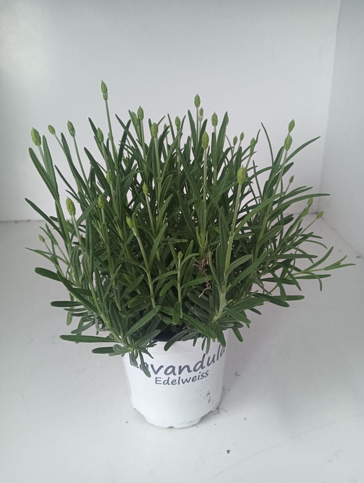 <h4>LAVENDEL AROMATICO SILVER</h4>