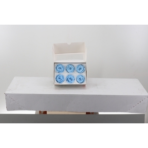 Rosa Preserved Light Blue
