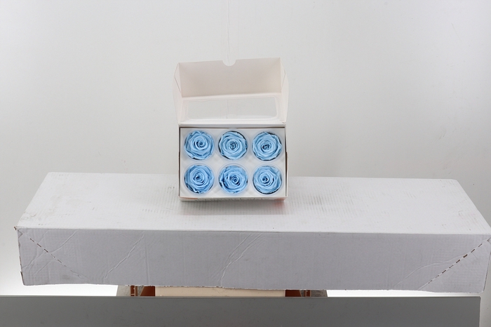 <h4>Rosa Preserved Light Blue</h4>
