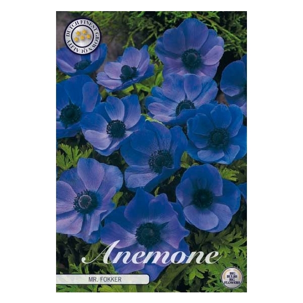 <h4>Anemone Coronaria Mr. Fokker x20 5/6</h4>
