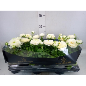 Ranunculus   ...