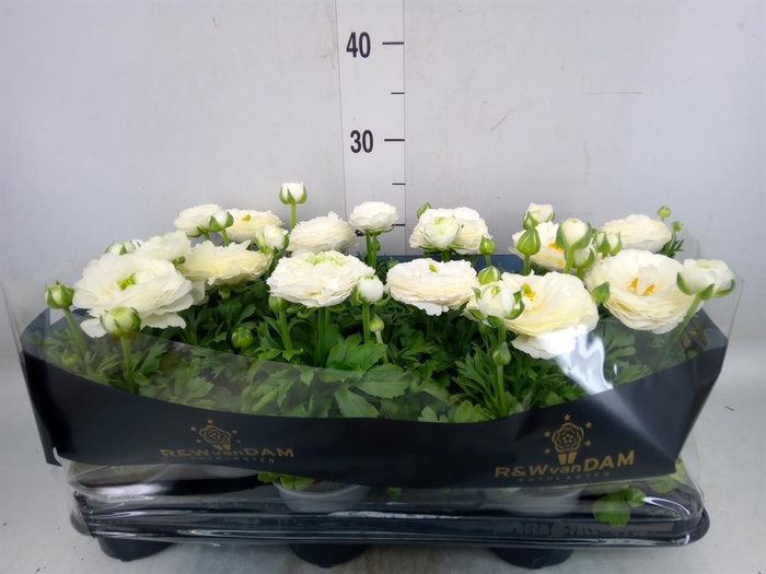 <h4>Ranunculus ...</h4>