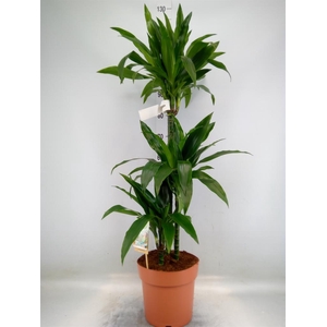 Dracaena frag. 'Janet Craig'