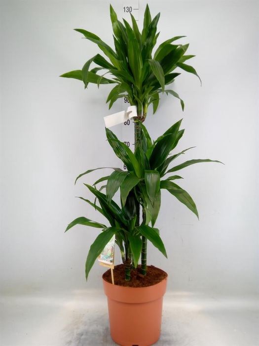 <h4>Dracaena frag. 'Janet Craig'</h4>