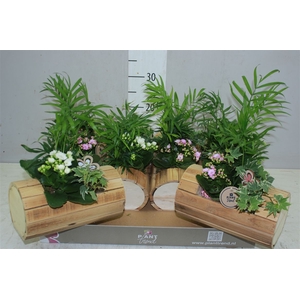 Arr 2277 Hout Boot Indoor