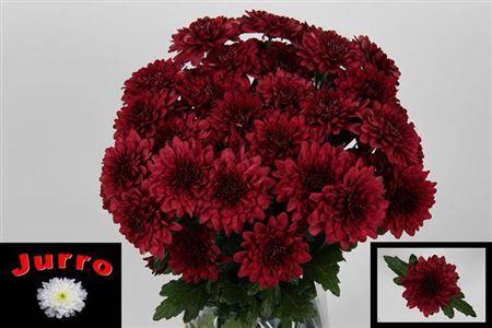 <h4>Chr T Lamira Red</h4>