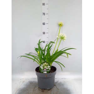 Agapanthus  'Henrys White'