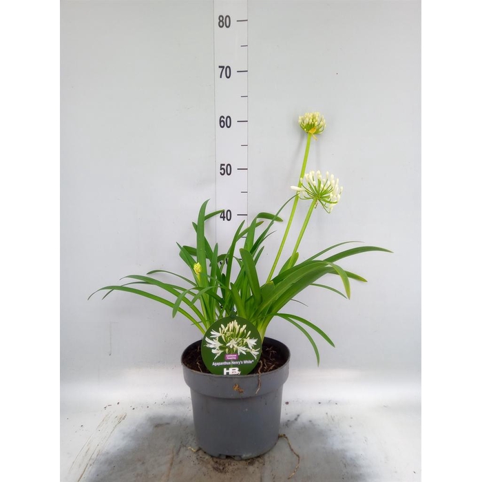 <h4>Agapanthus  'Henrys White'</h4>