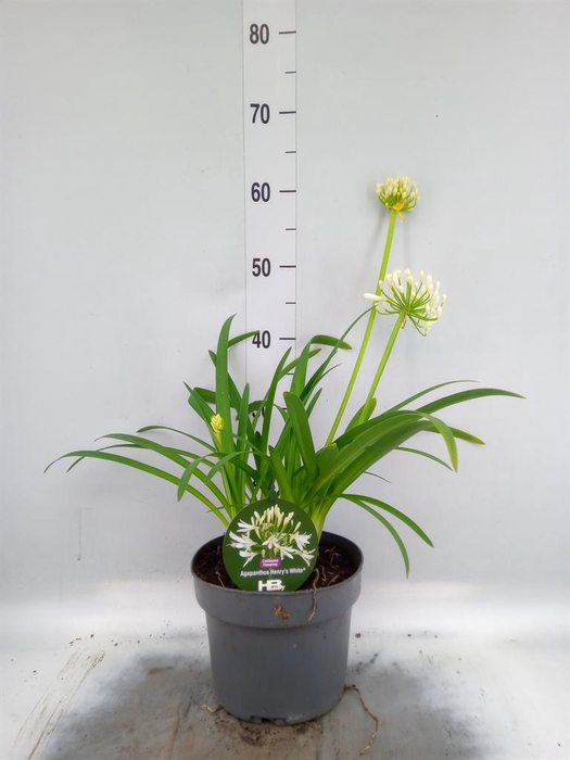 <h4>Agapanthus  'Henrys White'</h4>