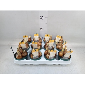 Narcissus DU 'Bridal Crown'