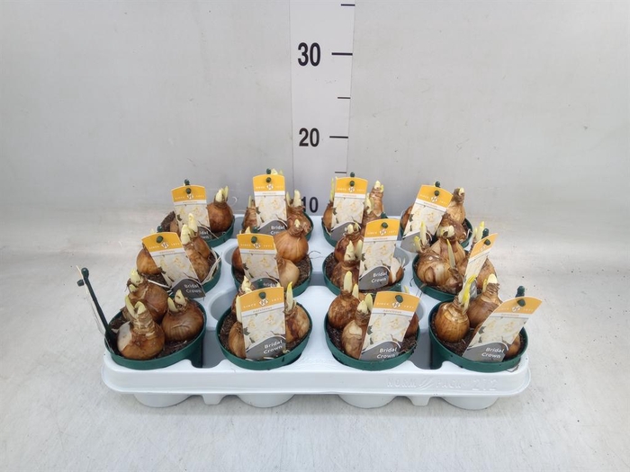 <h4>Narcissus DU 'Bridal Crown'</h4>