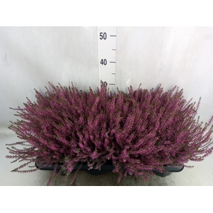 Calluna vulg. 'Marlies'