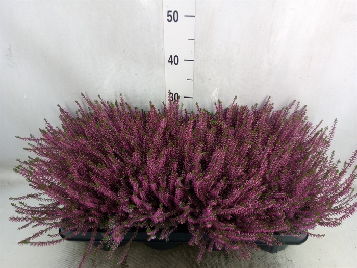 Calluna vulg. 'Marlies'