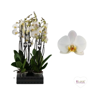 Phalaenopsis London - 2 tak 70cm