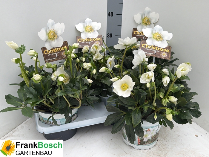 <h4>HELL NI HGC WINTERGO</h4>