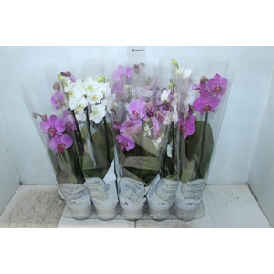 PHALAENOPSIS P12 2 HT