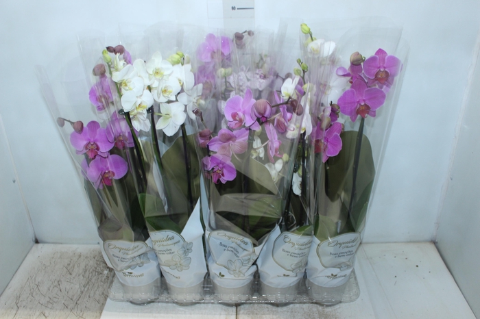 PHALAENOPSIS P12 2 HT