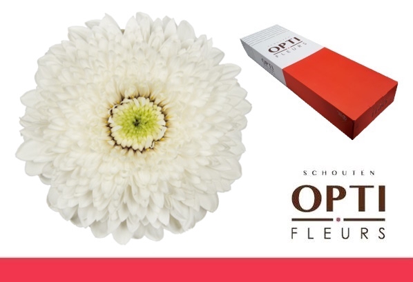 <h4>GE MB AMANDO-Doos</h4>