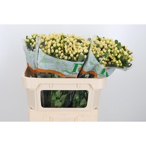 Hyp Mag White Prince