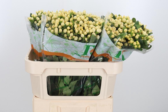 <h4>Hyp Mag White Prince</h4>