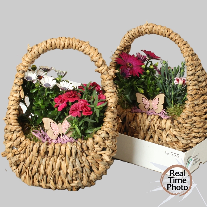 <h4>ARR TUINPLANTEN</h4>