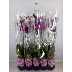 Phalaenopsis   ...lilac
