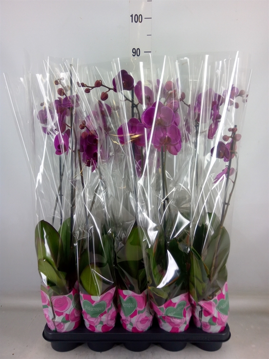 <h4>Phalaenopsis   ...lilac</h4>