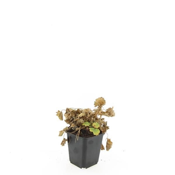 Alchemilla mollis