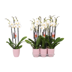 Phalaenopsis White, 3-spike Pink Ceramics