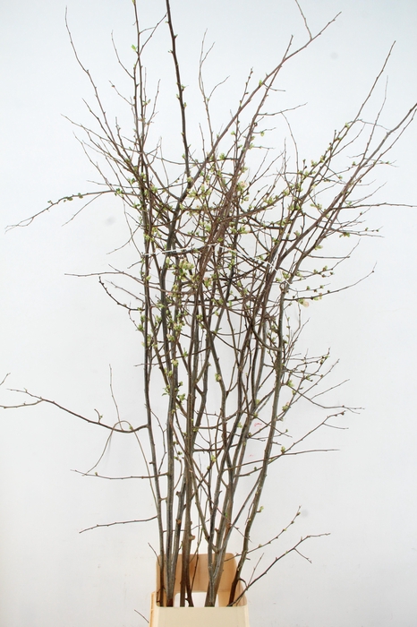 <h4>CHAENOMELES APPLE BLOSSOM 180CM</h4>